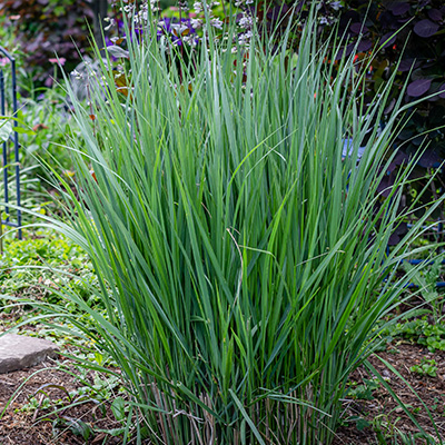 vingergras (Panicum-virgatum-Heavy-Metal)