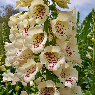 vingerhoedskruid-(Digitalis-purpurea-Castor-F1-Cream)