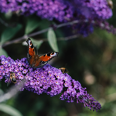 vlinderstruik-mini-(Buddleja-cultivars-Summer-Bird-Blue)