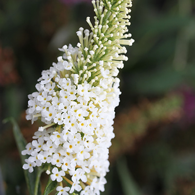 vlinderstruik-mini-(Buddleja-cultivars-Summer-Bird-Compact-Snow)