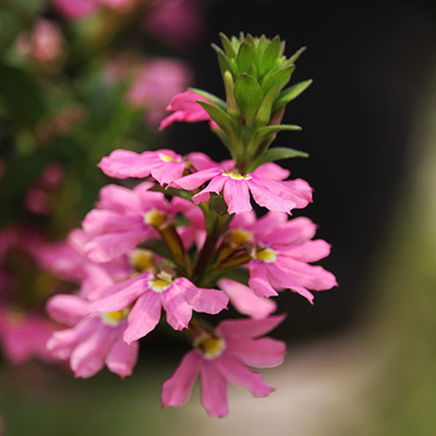 waaierbloem (Scaevola-aemula-Abanico-Rose)