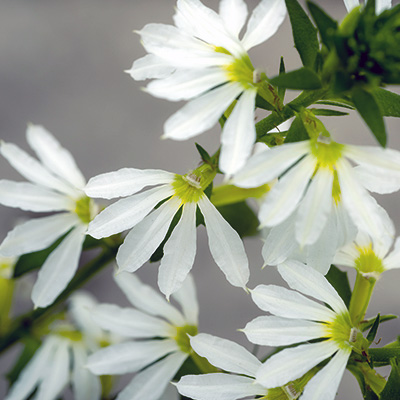 waaierbloem (Scaevola-aemula-Abanico-White)