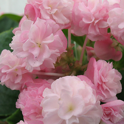 waterbegonia (Begonia-x-semperflorens-Paso-Doble-Candy-Pink)