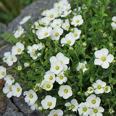zandkruid-(Arenaria-montana-Blizzard-Compact)