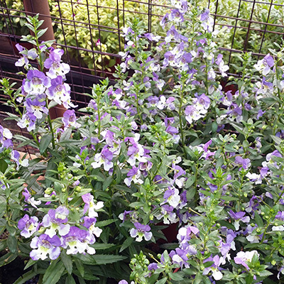 zomerleeuwenbek (Angelonia-x-gardneri-Adessa<sup>®</sup>-Blue-Bicolor)