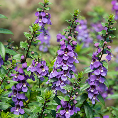 zomerleeuwenbek (Angelonia-x-gardneri-Adessa<sup>®</sup>-Blue)