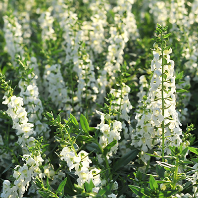 zomerleeuwenbek (Angelonia-x-gardneri-Adessa<sup>®</sup>-White)