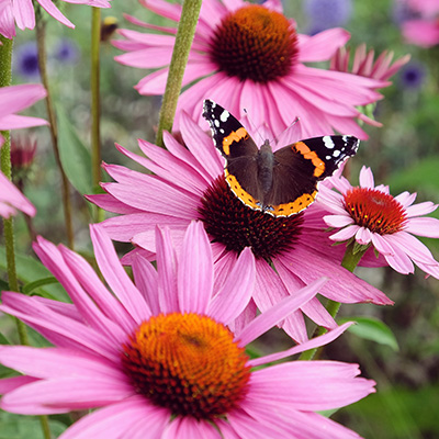 zonnehoed-(Echinacea-purpurea-Papallo-Compact-Rose)