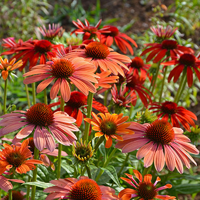 zonnehoed-(Echinacea-purpurea-Papallo-Power-Coral-Orange)