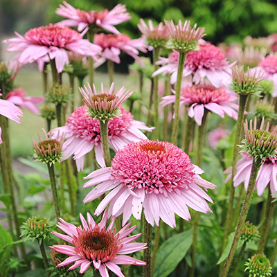 zonnehoed-(Echinacea-purpurea-Papallo-Semi-Double-Pink)