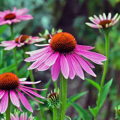 zonnehoed (Echinacea purpurea Prairie Splendor Rose Compact)