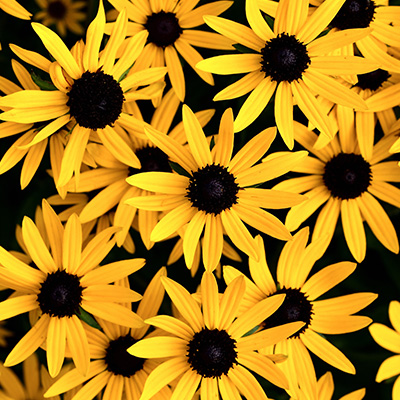 zonnehoed-(Rudbeckia-fulgida-Little-Goldstar®)