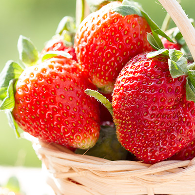 aardbei (Fragaria x ananassa var. Cirano)