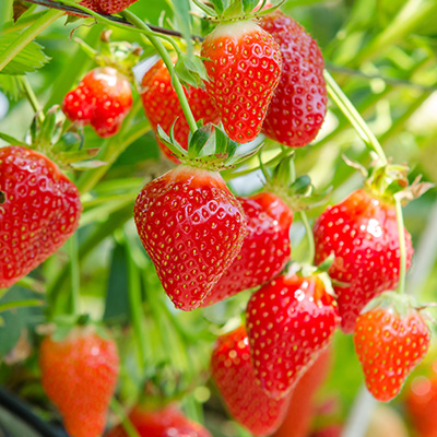 aardbei (Fragaria x ananassa var. Mara Des Bois)