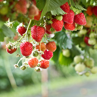 aardbei (Fragaria x ananassa var. Mount Everest)