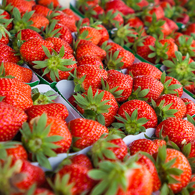 aardbei (Fragaria x ananassa var. Nova Gento)