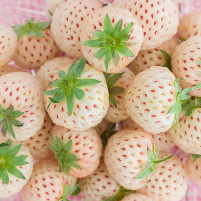 ananasaardbei (Fragaria-x-ananassa Pineberry)