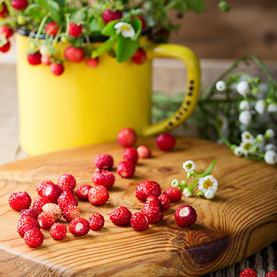 bosaardbei (Fragaria vesca var. Reines des Vallées)