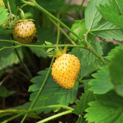 bosaardbei-geel-(Fragaria-vesca-var Yellow Wonder)