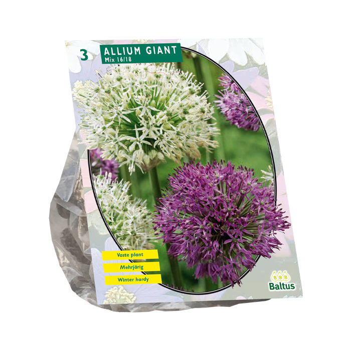 Allium Giant Mix per 3