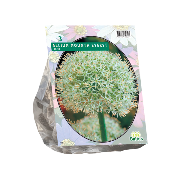 Allium Mount Everest per 3