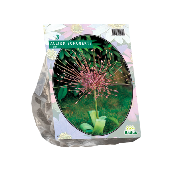 Allium Schuberti per 3