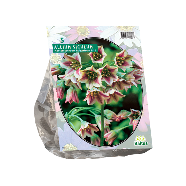 Allium Siculum Bulgaricum per 5