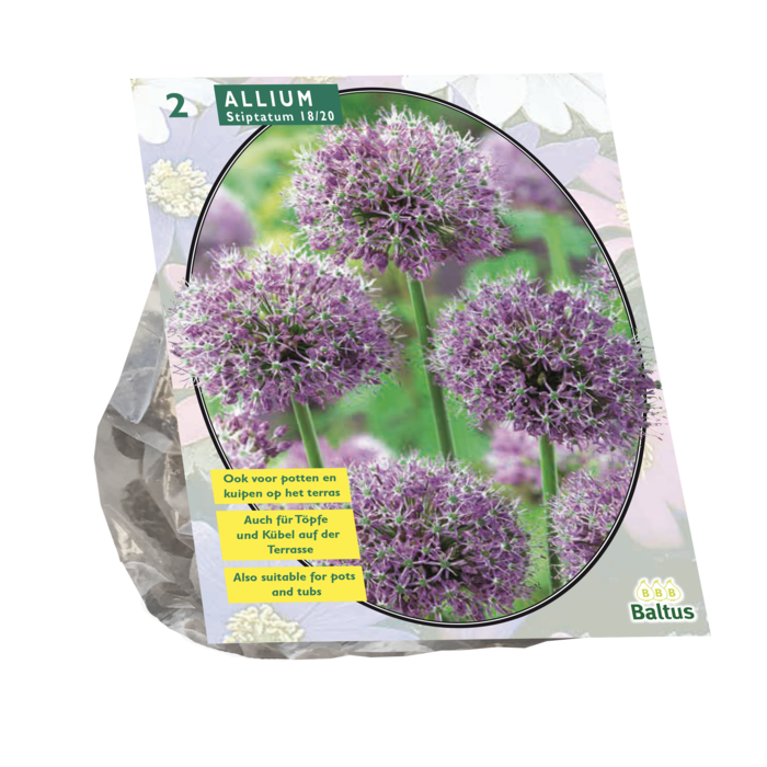 Allium Stipitatum per 2