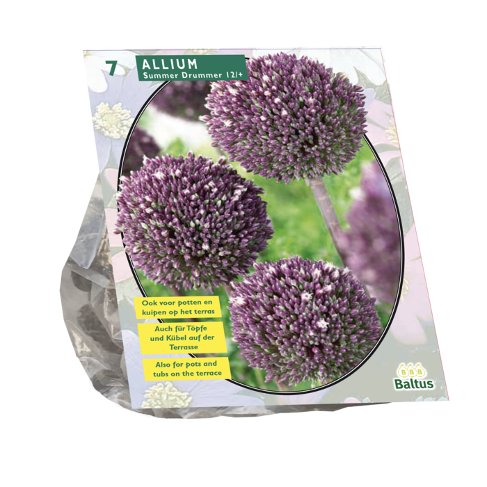 Allium Summer Drummer per 7