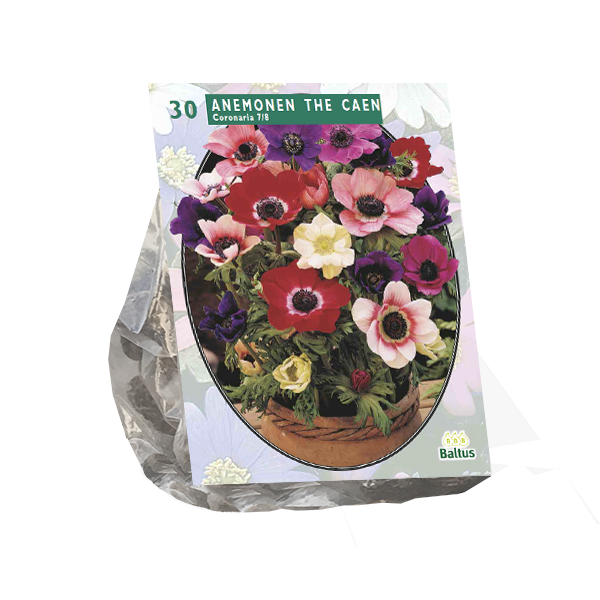 Anemone de Caen, Mix per 30