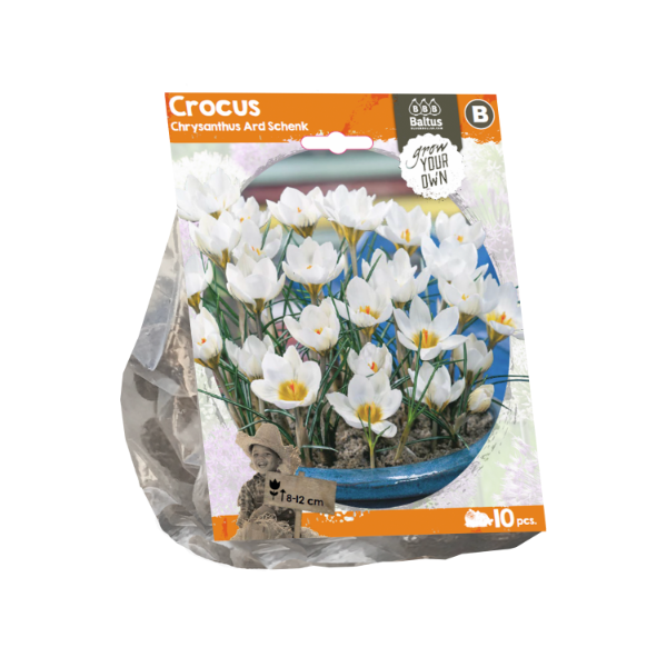 Crocus Chrysanthus Ard Schenk (Sp) per 10