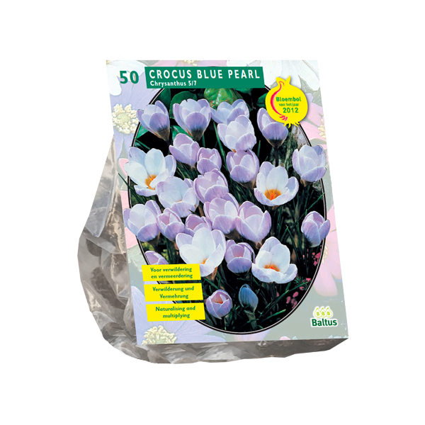 Crocus Chrysanthus Blue Pearl per 50