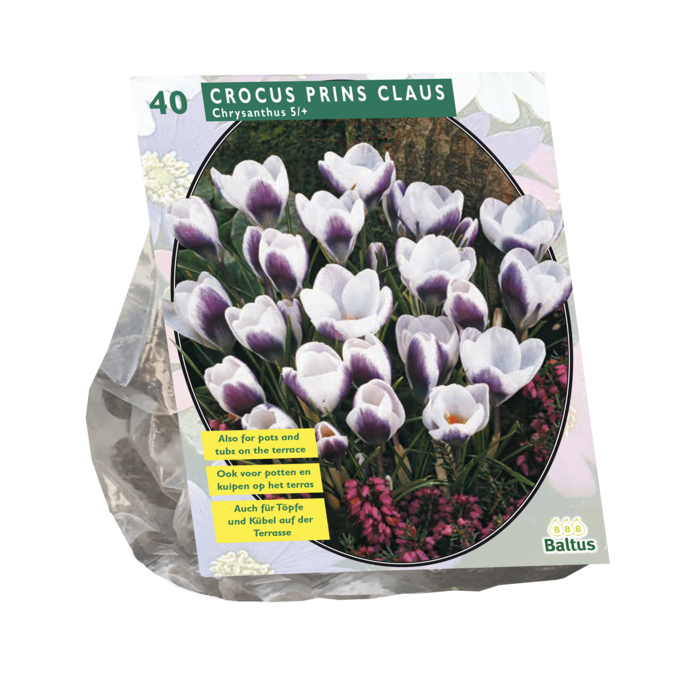 Crocus Chrysanthus Prins Claus per 40