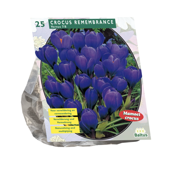 Crocus Grootbloemig, Blauw per 25