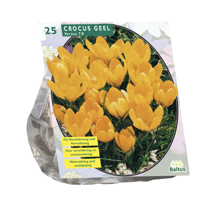 Crocus Grootbloemig, Geel per 25