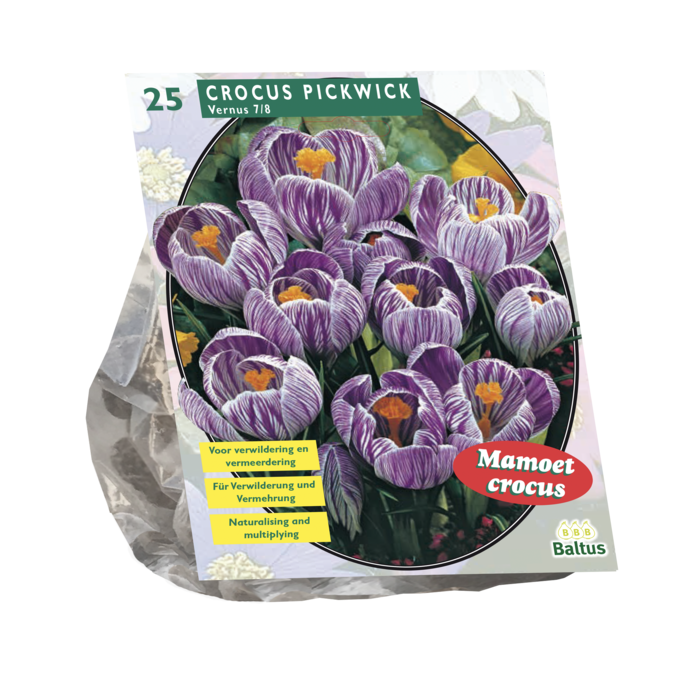 Crocus Grootbloemig, Gestreept per 25