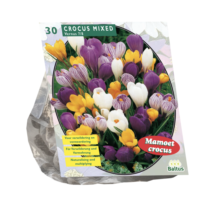 Crocus Grootbloemig, Mix per 30