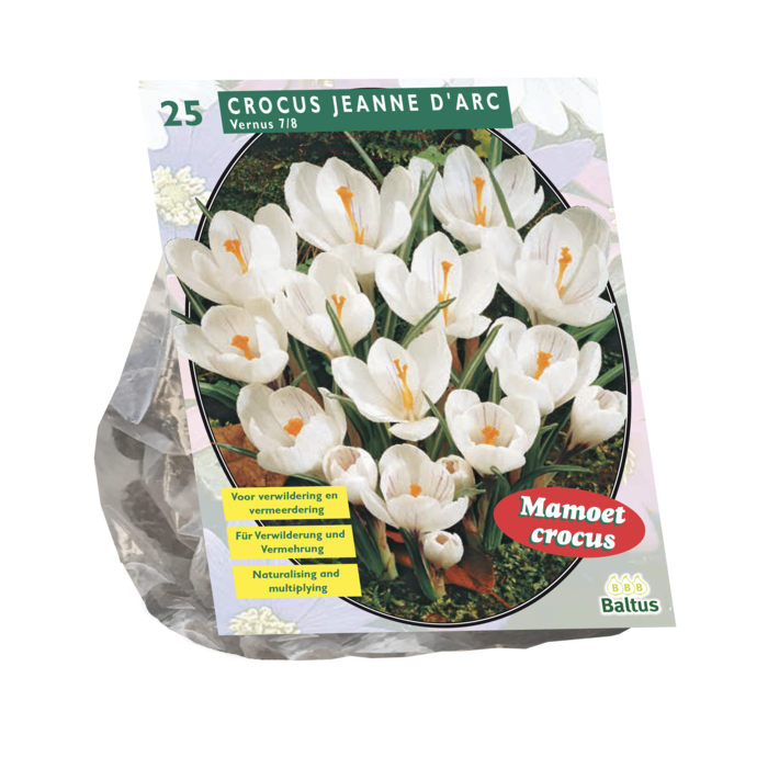 Crocus Grootbloemig, Wit per 25