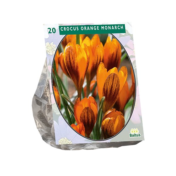 Crocus Orange Monarch per 20