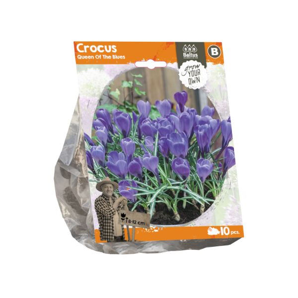 Crocus Queen Of The Blues (Sp) per 10