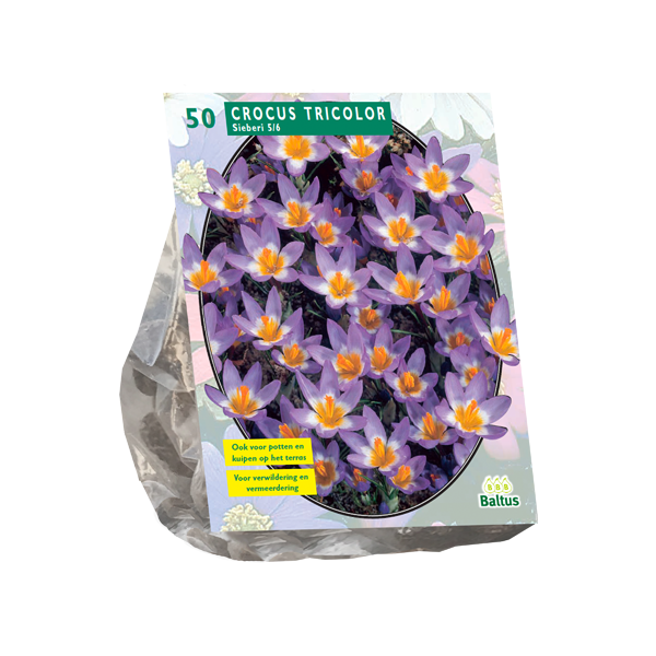 Crocus Sieberi Tricolor per 50