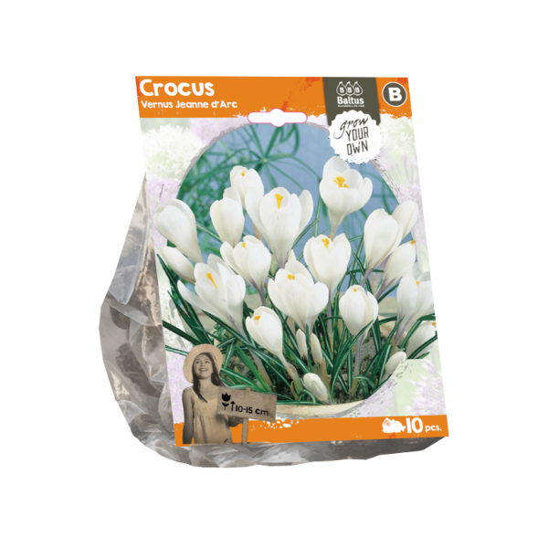 Crocus Vernus Jeanne d Arc (Sp) per 10