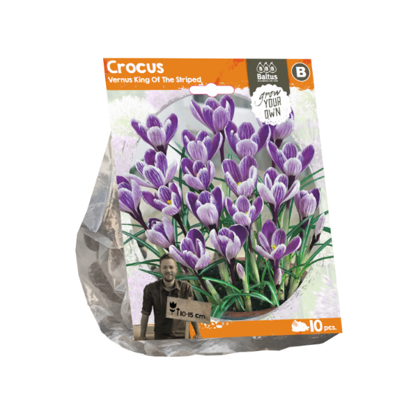 Crocus Vernus King Of The Striped (Sp) per 10