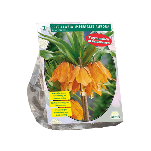 Fritillaria Imperialis Aurora per 2