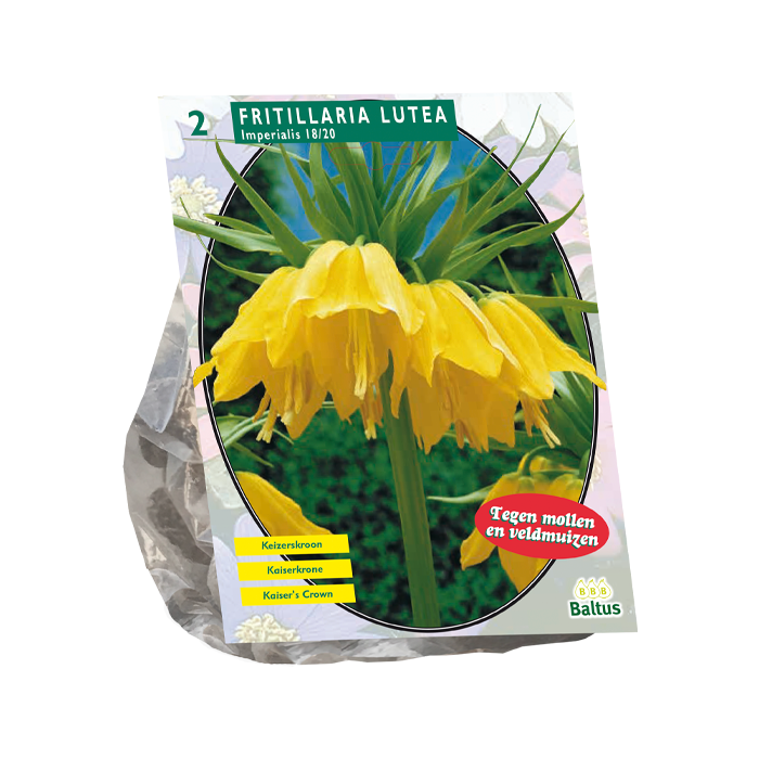 Fritillaria Imperialis Lutea per 2