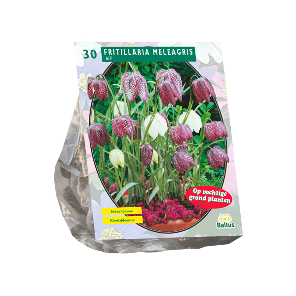 Fritillaria Meleagris per 30