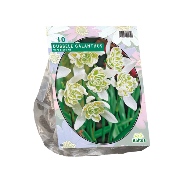 Galanthus Nivalis Flore Pleno per 10