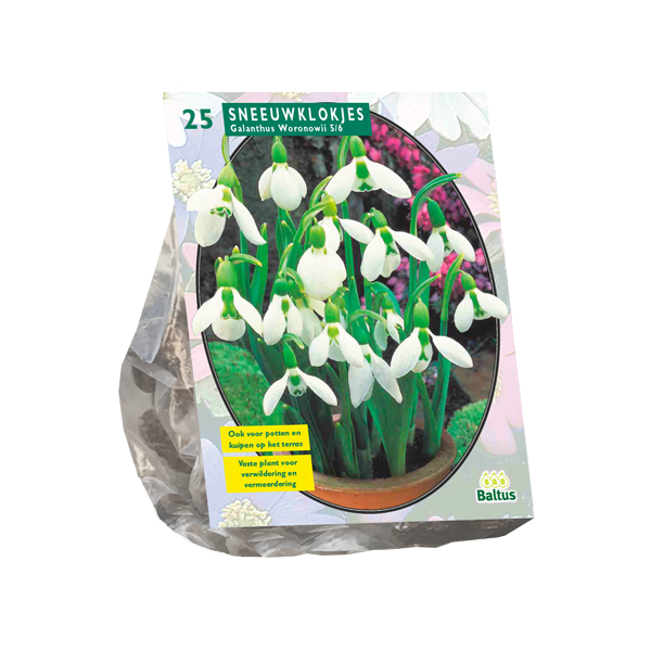 Galanthus Woronowii per 25