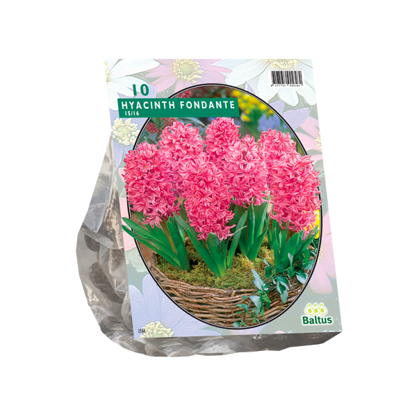 Hyacinth Fondante per 10