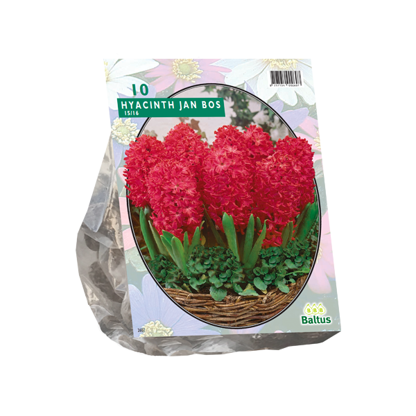 Hyacinth Jan Bos per 10